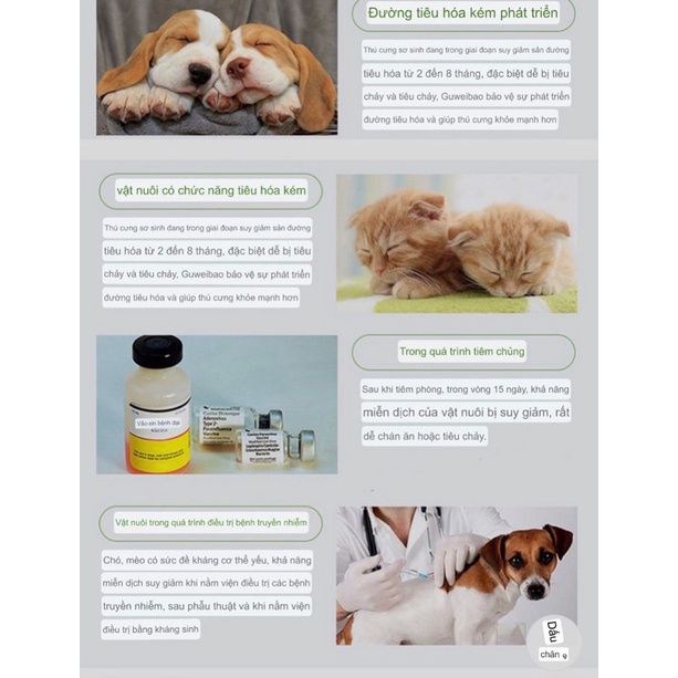 Sữa bột probiotics cho chó mèo BORAMMY bảo vệ đường tiêu hoá chống tiêu chảy tăng cường sức khoẻ - Sữa bột cho chó mèo