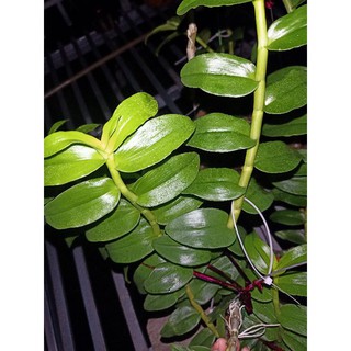 ki phi điệp bản lá đẹp
