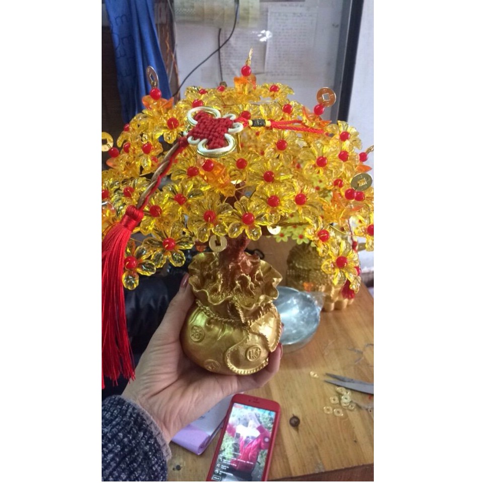 cây kim tiền hút tài lộc may mắn vào nhà 25cm | BigBuy360 - bigbuy360.vn