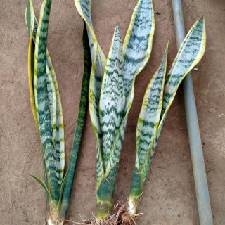 1 cây lưỡi hổ viền vàng lá dài mang may mắn và bình an
