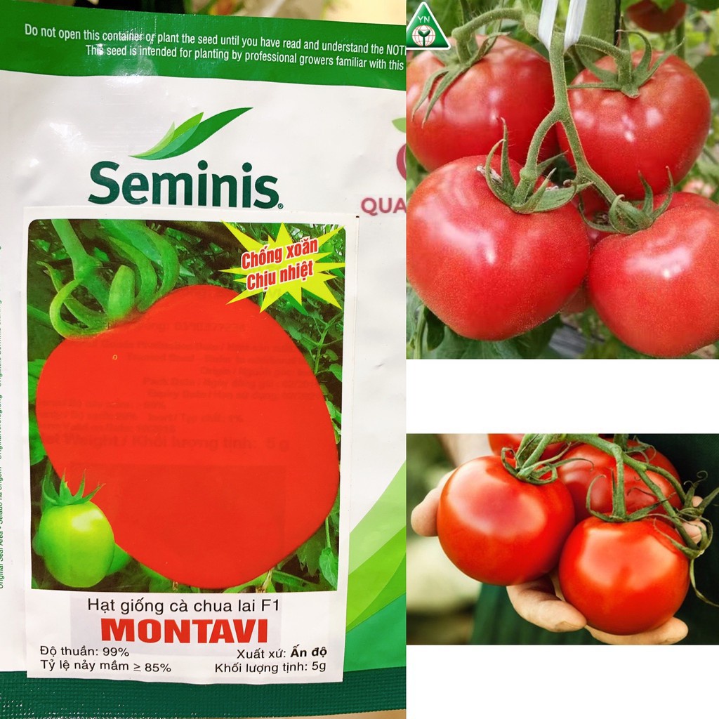 Hạt giống F1 Montavi gói 5gr quả to chống xoăn, chịu nhiệt