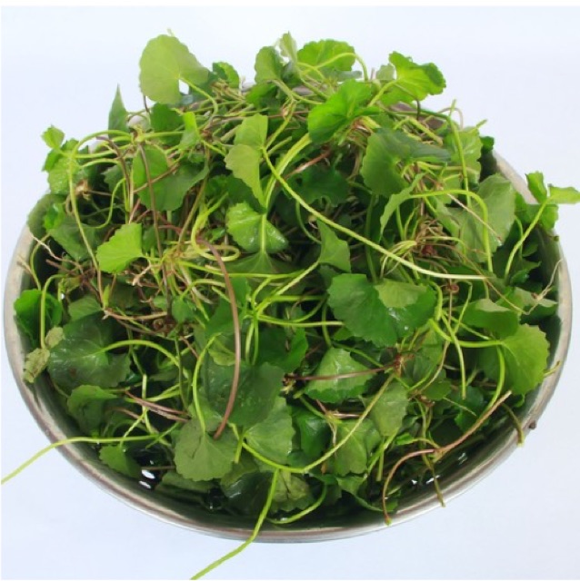 Giống Rau má lá nhỏ (0,1g)