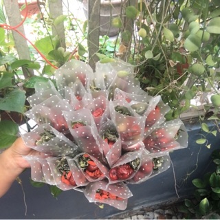 Combo 2 (Nguyên liệu chè dưỡng nhan)