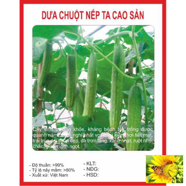 Hạt giống Dưa Chuột Nếp Ta 10 Hạt