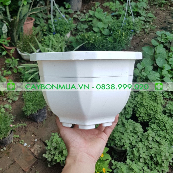 Chậu trắng cao cấp - chậu loại dày - có  kèm dây treo ban công - chậu lục giác - 24x15x12