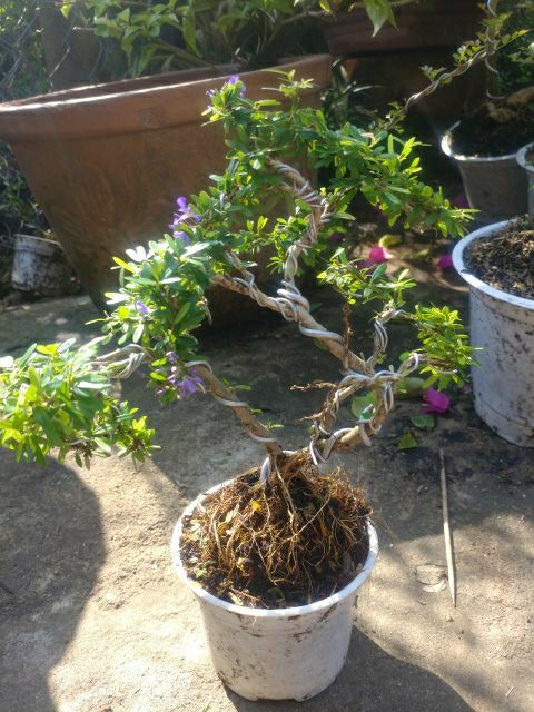 Linh Sam Bonsai mini ( để bàn )