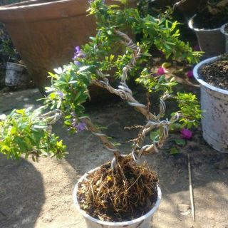 Linh Sam Bonsai mini ( để bàn )