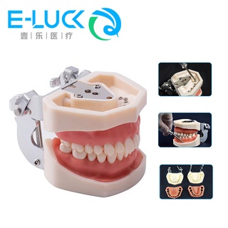 Mô hình răng tiêu chuẩn nha khoa 28 răng có thể tháo rời
