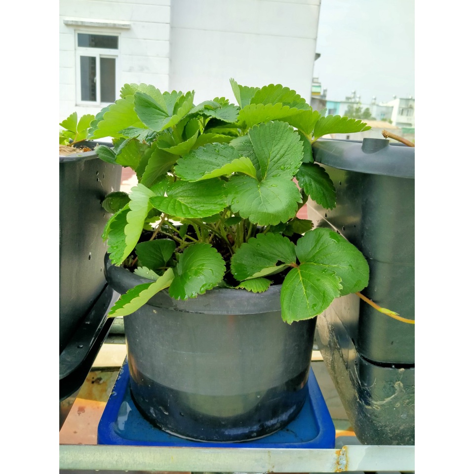 Dung Dịch Thủy Canh Chuyên Cho Dâu Tây Hợp Trí Hydro Strawberry 5Kg A + 5Kg B