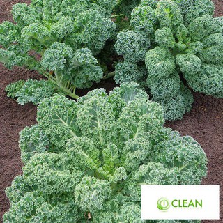Hạt giống Cải lá Xoăn xanh Kale