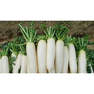 Củ cải sấy khô thái sợi nhỏ loại ngon, non, giòn và ngon Thực dưỡng Tâm Bảo