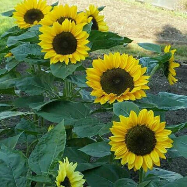 Hạt Giống Hướng Dương Lùn Vàng