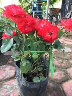 Hồng tố nữ