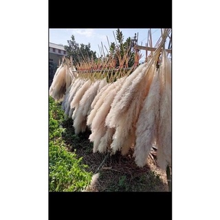 Bông cỏ lau xù decor