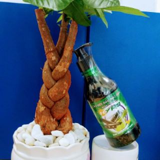 Dầu gội bồ kết chanh sả
