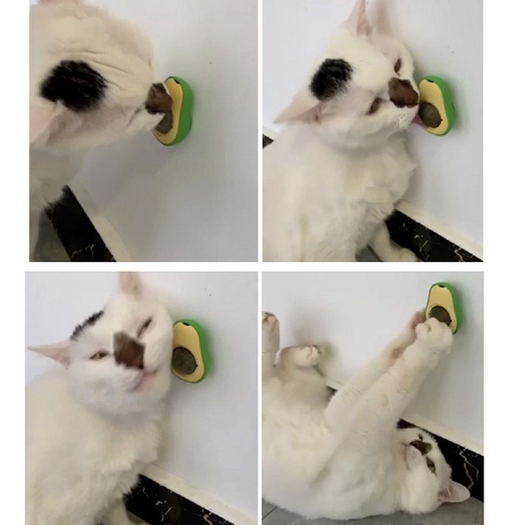 Banh xoay dán tường cho mèo vị catnip cỏ bạc hà gall fruit quả mật, đồ chơi thư giãn Con Mèo Xiêm