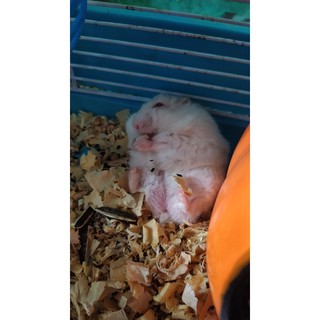 Mùn cưa thơm 11k/500g