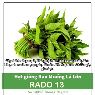 Hạt giống rau muống lá lớn 13