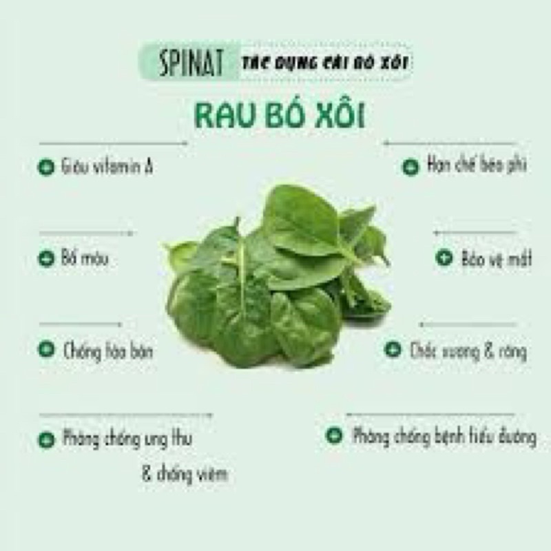 Hạt giống Cải bó xôi, đóng gói 20gr, giàu dinh dưỡng, dễ trồng, ít sâu bệnh
