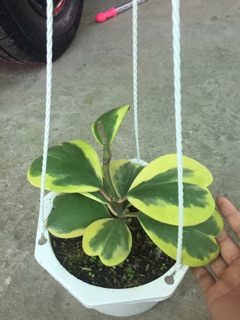 CẨM CÙ TIM VÀNG