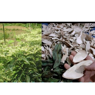 Cây, lá bọ mẩy khô