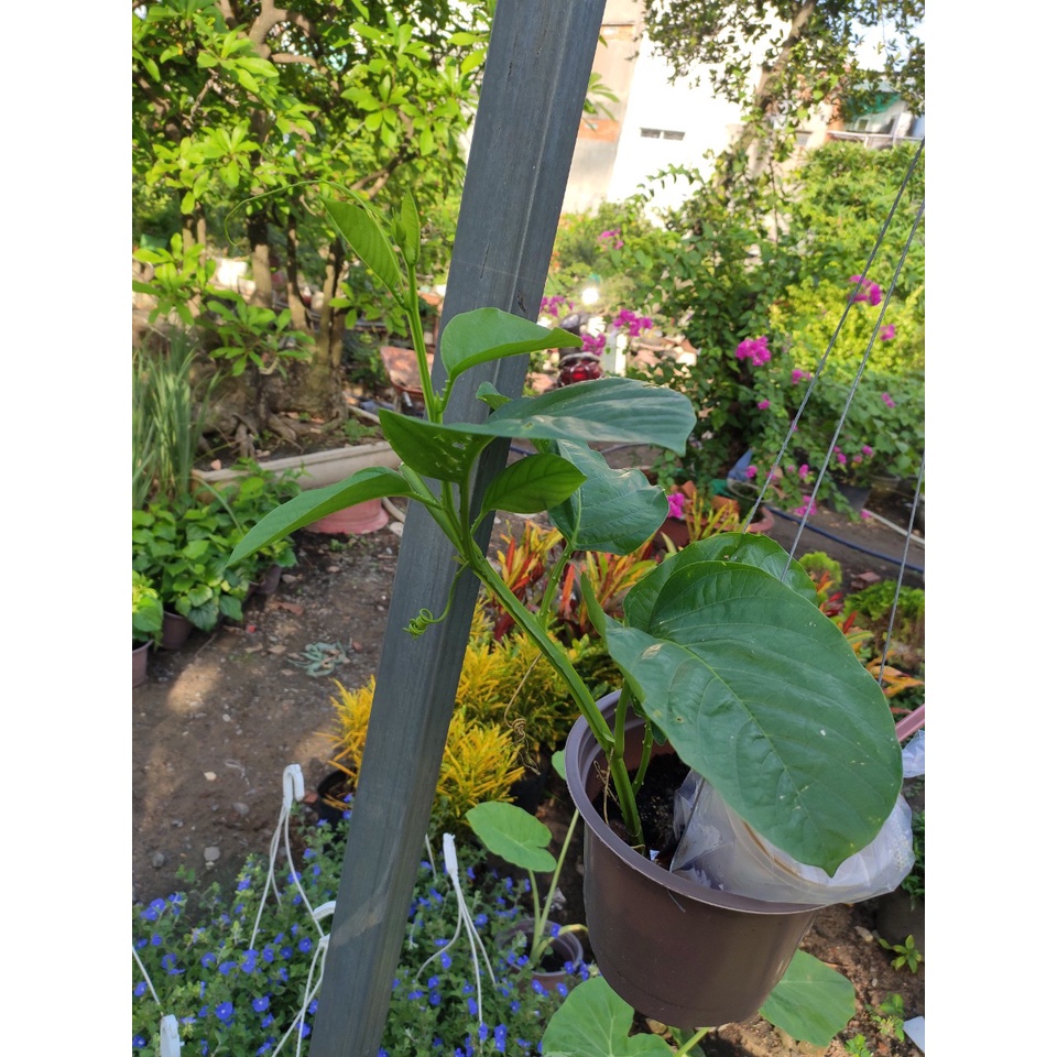 Cây Giống Dưa Tây / Dưa Tây - cây cao 50 -70cm - ra trái sau 2 tháng