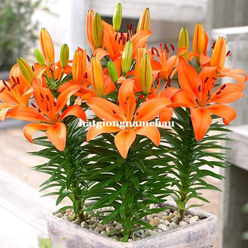 COMBO 6 CỦ HOA LY LÙN