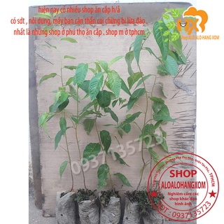 combo 5 cây mai anh đào cây con [ cây giống ]