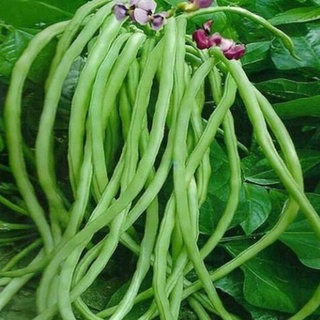 Hạt giống đậu đũa - gói 20 gram
