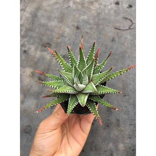 Sen Đá Móng Rồng Size Trung Sắp Hoa