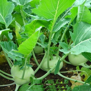 Hạt giống củ su hào op xanh - gói 2 gram
