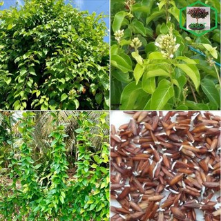 Hạt giống cây lá giang - 10 hạt