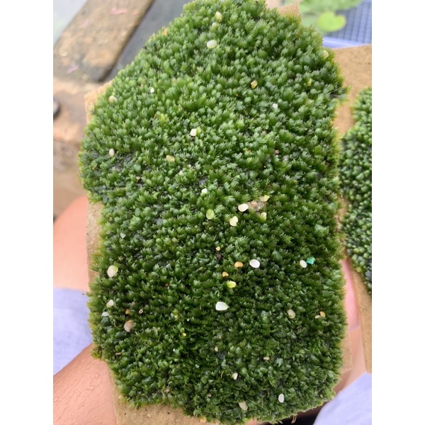 Rêu Mini Fiss lá nươc tất - 20k/ tất