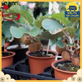 Hạt Giống Cây Kiwi