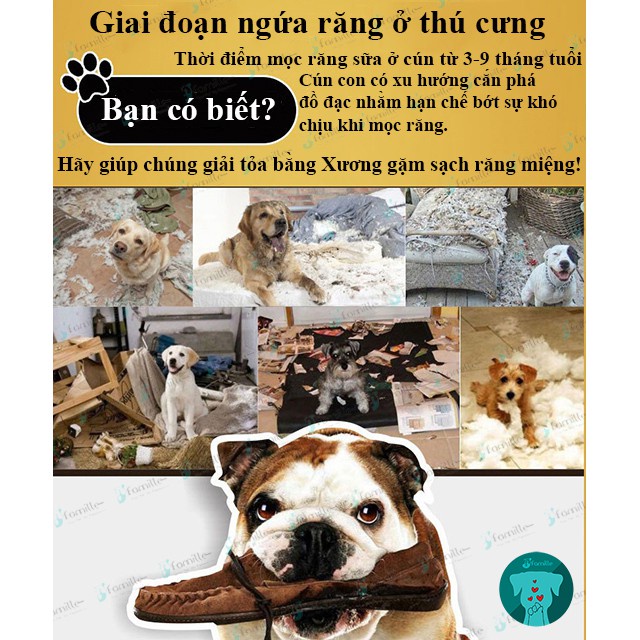 [LOẠI MẢNG BÁM]Bánh Thưởng Làm Sạch Răng Miệng Cho Chó JFamille, Chống Hôi Miệng. Thanh Gặm Sạch Răng 100gr - JF27