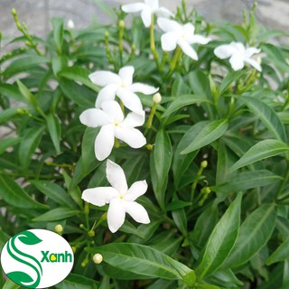 Cây Mai Vạn Phúc