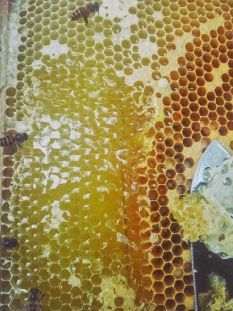 Mật ong nguyên chất bạc hà - Hà Giang 350ml