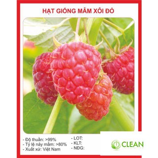 Hạt giống Mâm xôi đỏ (30 hạt) (Phúc bồn tử)