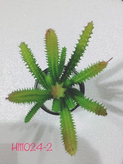 Hoa đá + cây xương rồng ( combo 7 cây) 