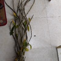 Kèn tím- hạc vỹ- kiều vàng