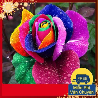 Hạt Giống Hoa Hồng Bảy Màu