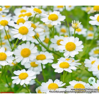 (hat hat) 50h Hạt Giống Cỏ Thơm Feverfew CÚC TANA - Trị Đau Nửa Đầu (Tanacetum parthenium)