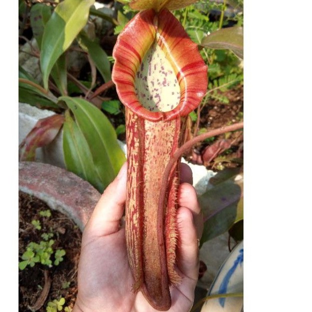 [CÂY NHỎ] cây nắp ấm Nx Miranda