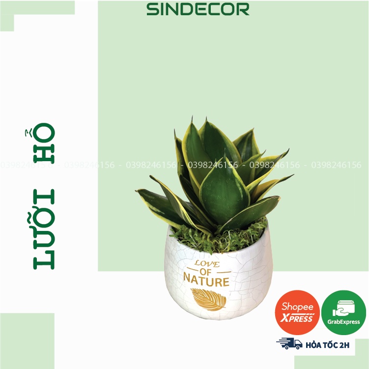Cây lưỡi hổ thái mini để bàn kèm Chậu gốm tráng men, giao hoả tốc HCM - Sindecor
