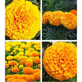 Hạt giống hoa Vạn thọ