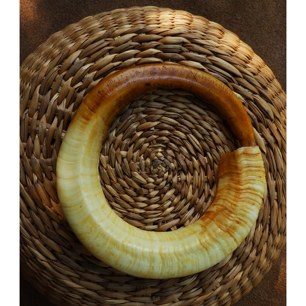 Vòng đeo tay nanh heo nhân tạo size 6.4