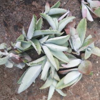 Cây con sống đời lá dài