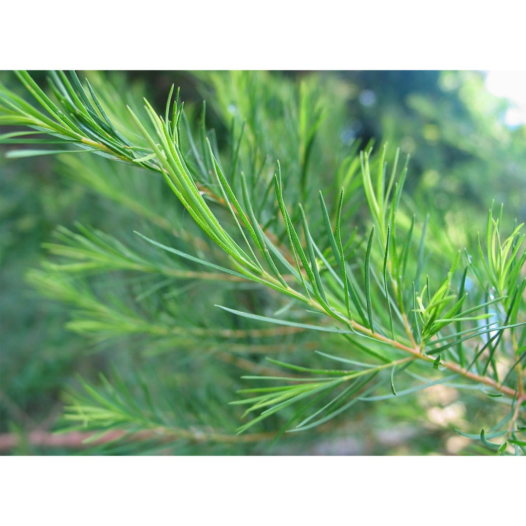 Tinh dầu Tràm Trà – Nguyên chất – Tea Tree Essential Oil