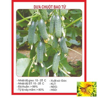 Hạt giống Dưa Bao Tử 10 Hạt