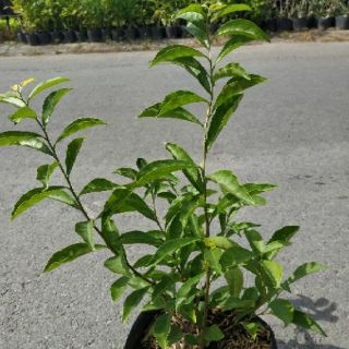 Cây lài nhật (lài nhật thơm)